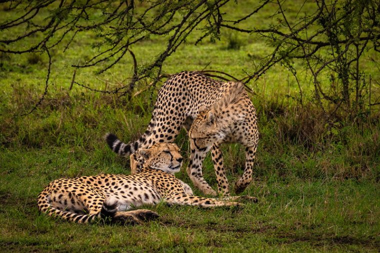 094 Masai Mara, jachtluipaarden.jpg